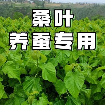 现摘便宜纯天然蚕饲料嫩桑叶新鲜嫩桑叶嫩芽蚕饲料专用新鲜嫩桑叶优惠商品图片