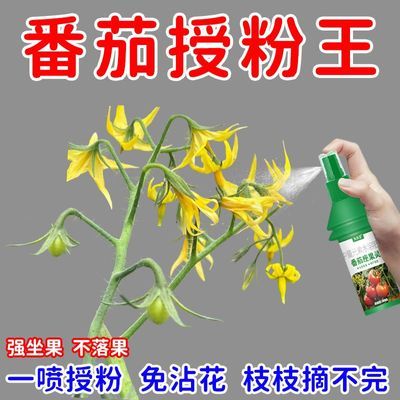 高效】番茄催花座果灵番茄强效授粉免人工西红柿保花保果防落果