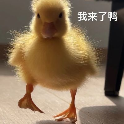 柯尔鸭网红纯种宠物鸭子赛级黄鸭科尔可达活物活体正宗青年