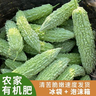 湖南本地白苦瓜新鲜现摘现发蔬菜 农家自种白玉苦瓜无农残包邮