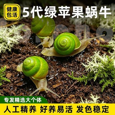 绿苹果蜗牛德亚奇蓝苹果蜗牛彩虹七彩翡翠蜗牛雨林缸造景桌面宠物