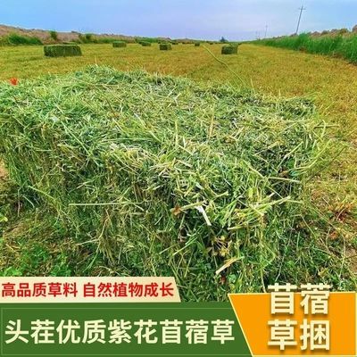 国产紫花苜蓿草干草牛马的草料牛羊干草料羊驼草料羊草饲料