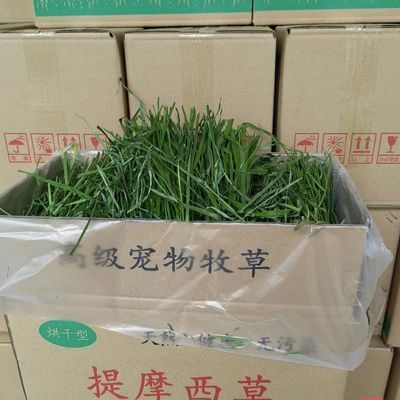 2026年烘干无穗箱装提摩西草,兔兔,龙猫,荷兰猪,羊驼,主粮,兔粮