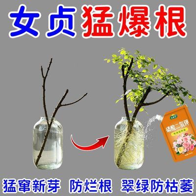 小叶女贞专用营养液小叶水蜡树催花营养液肥土壤老桩营养肥料