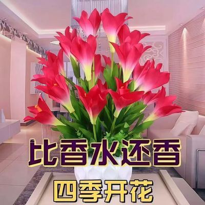 【四季开花】懒人新品清香玉球根花卉盆栽四季开花兰花卉大全耐寒