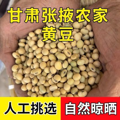 甘肃张掖农家干黄豆黄豆非转基因当季新货五谷杂粮产地直发优惠商品图片