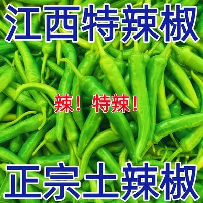 特辣江西辣椒高安农家青椒自种薄皮香辣虎皮尖椒新鲜辣味十足