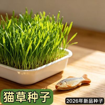猫草自种水培小麦猫草猫籽咪排毛球无土水培天然化毛球自种小零食