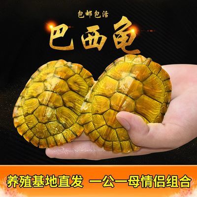 家养小乌龟活体好养活特大水龟情侣龟宠物龟活物巴西龟观赏龟一对
