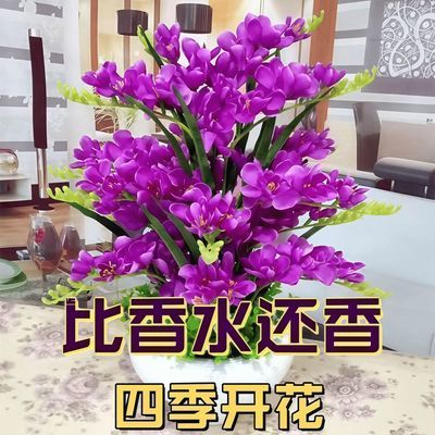 【十里飘香】懒人新品清香玉球根兰花盆栽花卉大全耐寒四季开花