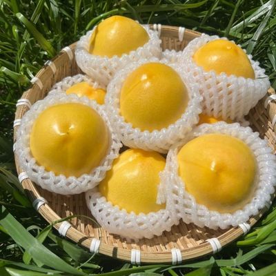 【正宗山东黄桃】当季黄桃新鲜水果黄金桃子黄油桃应季孕妇一整箱