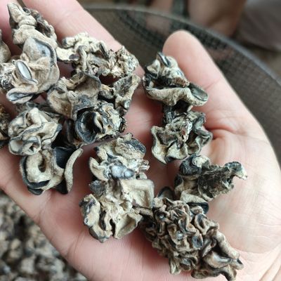核桃猴脑菌菇干货开花净重球菌干货核桃干货产地炒菜食材煲汤干货