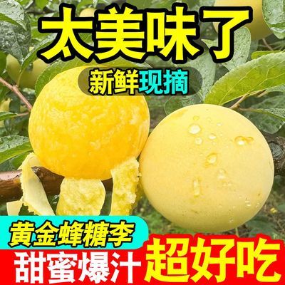 彩箱】正宗黄金蜂糖李当季新鲜水果四川青脆冰糖李脆甜脱骨蜂蜜李