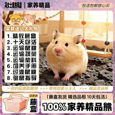 【家养】金丝熊米熊可爱仓鼠眼圈虎纹奶牛白熊宠物礼物藤盒包装