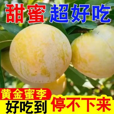 【彩箱】四川黄金蜂糖李脆甜李子当季新鲜水果青脆脱骨冰糖李批发