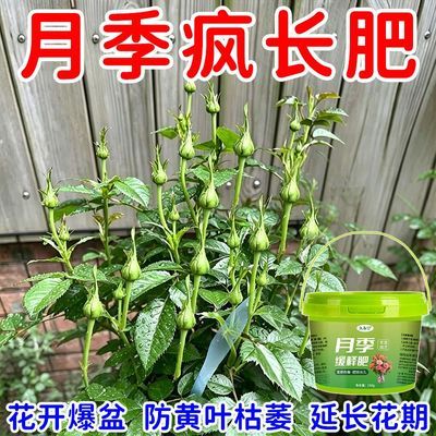 爆花苞】月季玫瑰营养液防黄叶不开花催花爆花发新芽月季专用肥