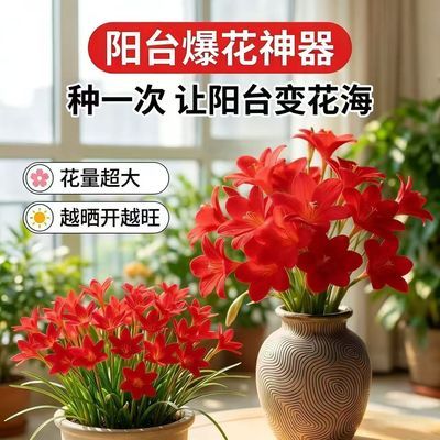 风雨兰花香兰室内外浓香花卉绿植耐热好养活水培土培四季开花机器