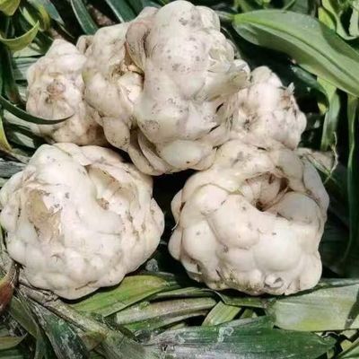 2026云南腾冲原产火山灰土壤种植药食两用黄金药材新鲜百合食用