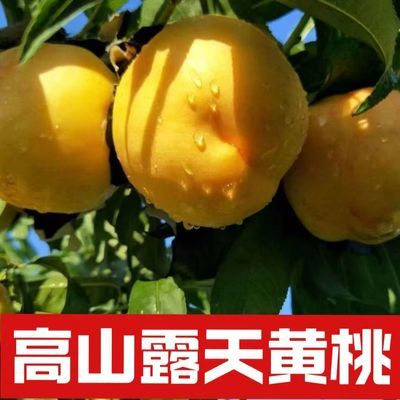 团【正宗山东黄桃】当季黄桃新鲜水果黄金桃子黄油桃应季孕妇整箱