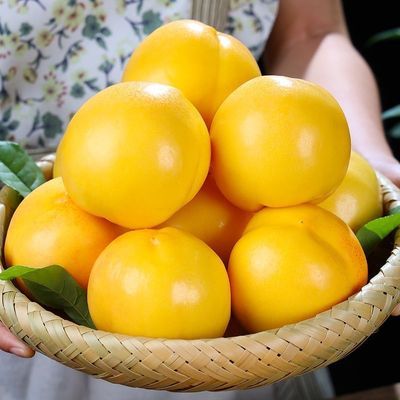 山东蒙阴黄油桃应季水果水蜜桃脆甜黄桃无毛桃现摘纯甜黄油桃
