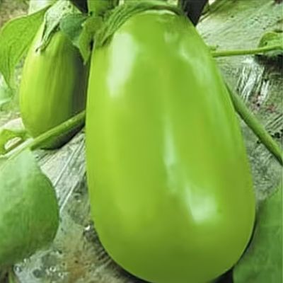 河南青茄子新鲜农家种植青茄子时令蔬菜可生吃薄皮嫩茄子批发整箱