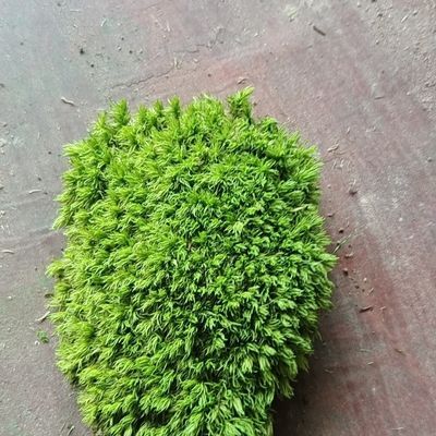 永生苔藓,小白发永生室内装修装饰背景墙造景庭院装饰