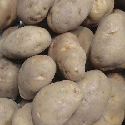 【粉糯】    现挖正宗  黄皮黄心土豆洋优惠商品图片