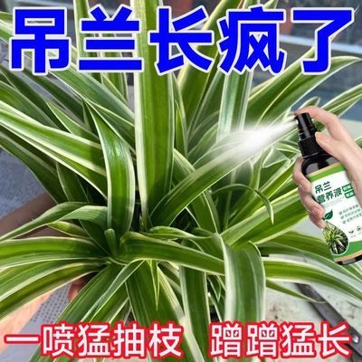吊兰专用营养液促生长发芽开花长藤垂藤治叶黄叶枯干尖免稀释肥