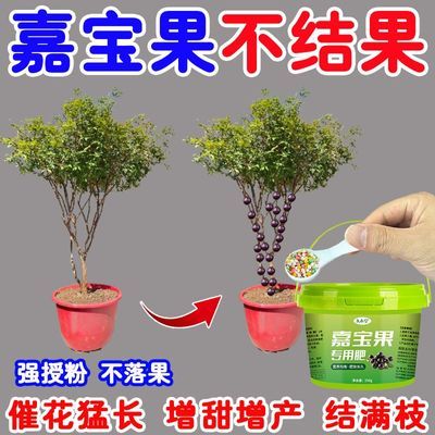 嘉宝果专用肥料催花坐果灵防掉果膨果增甜果树水溶肥嘉宝果营养液