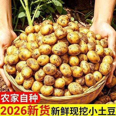 山西新鲜农家小土豆正宗黄皮黄心迷你土豆蔬菜小洋芋现挖马铃薯