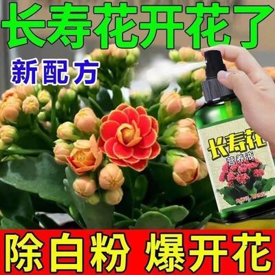 长寿花专用肥催花促开花延长花期四季开花防黄叶烂根免稀释营养液