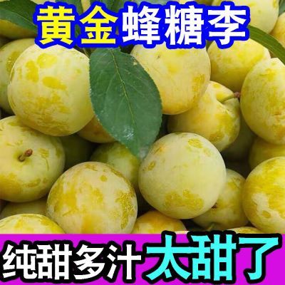 正宗超甜黄金蜂糖李子脱骨李当季新鲜水果冰糖李子脆甜整箱批发