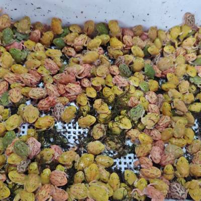 爬宠活体批发 南美角蛙批量供货 养殖场直发包邮