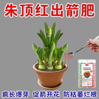 【爆箭王】朱顶红浓缩营养液催花剂催拔箭防烂球专用肥磷钾肥氮肥