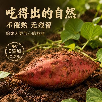 【沙地红薯】沙地西瓜红蜜薯新鲜现挖软糯香甜无筋无丝现货速发