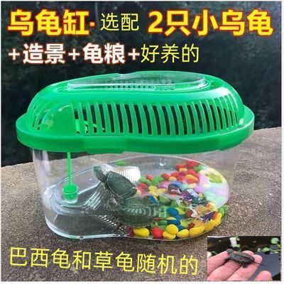 乌龟缸带晒台多规格情侣小乌龟活物浅水两栖观赏网红小宠物