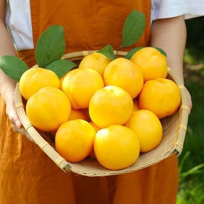山东蒙阴黄油桃应季水果水蜜桃脆甜黄桃无毛桃现摘纯甜黄油桃