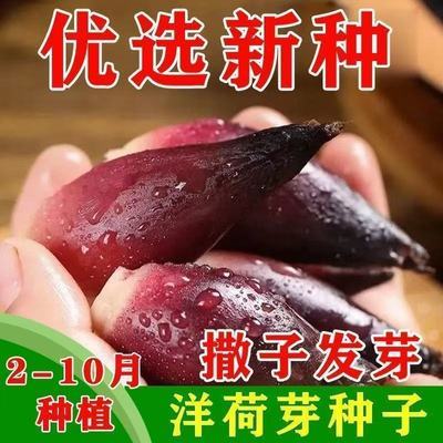 原装食用洋荷芽种子四季蔬菜洋荷笋洋荷种陕西阳合洋姜荷洋河种子
