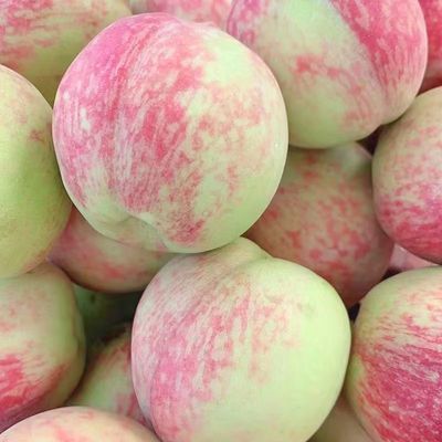 青皮脆蜜桃桃子新鲜脆桃毛桃甜桃硬脆当季桃子脆甜硬桃水蜜桃现货