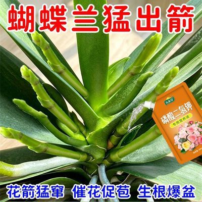 蝴蝶兰专用免稀释营养液植物开花防黄叶家用催花盆栽液体花肥肥料