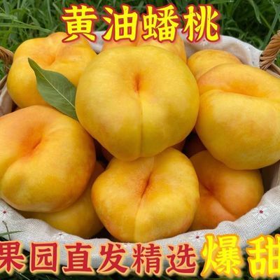 团现货现摘新鲜蒙阴黄蟠桃当季孕妇脆甜多彩虹油桃子山东时令水果