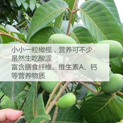 新鲜原味橄榄果青橄榄青果生橄榄煲汤泡茶橄榄潮汕特产