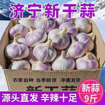 【满乡喜】金乡紫皮大蒜头9斤彩箱囤货装新干蒜批发划算整箱特大
