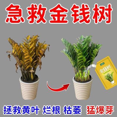 金钱树营养液催芽治黄叶枯萎急救叶子发黄烂根生根爆芽增绿促生长