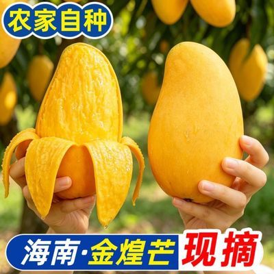 金煌芒海南黄皮芒果新鲜水果水仙当季特大号青芒薄皮批发整箱