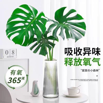 大叶开背水培龟背竹老桩桌面摆件室内水养高级感客厅绿植四季好养