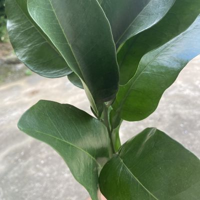 50年老树现摘新鲜柚子叶 去晦气 转运 沐浴洗澡 乔迁新居