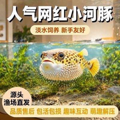 网红潜水艇小河豚鱼观赏鱼呆萌可爱生气鼓肚子呆萌可爱无毒好养活【10月15日发完】