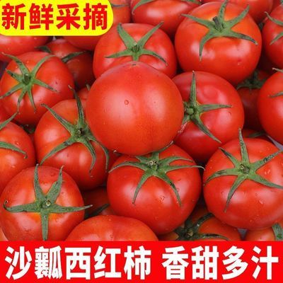 整箱9斤装甘肃西红柿沙瓤番茄 露天自然熟 现摘现发优惠商品图片