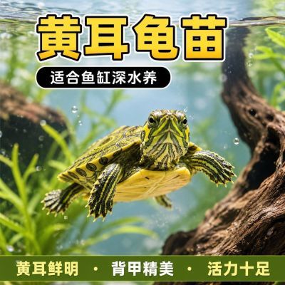 认主人乌龟净鱼缸水质深水吃鱼粪金边小黄耳稀有迷你黄耳苗清鱼粪